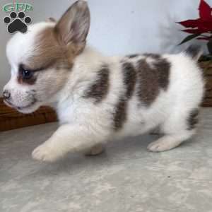 Jane, Pembroke Welsh Corgi Puppy